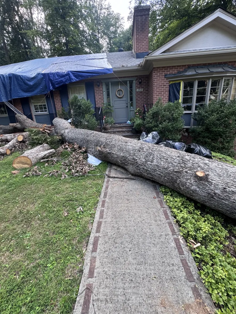 Large fallen tree near a home
